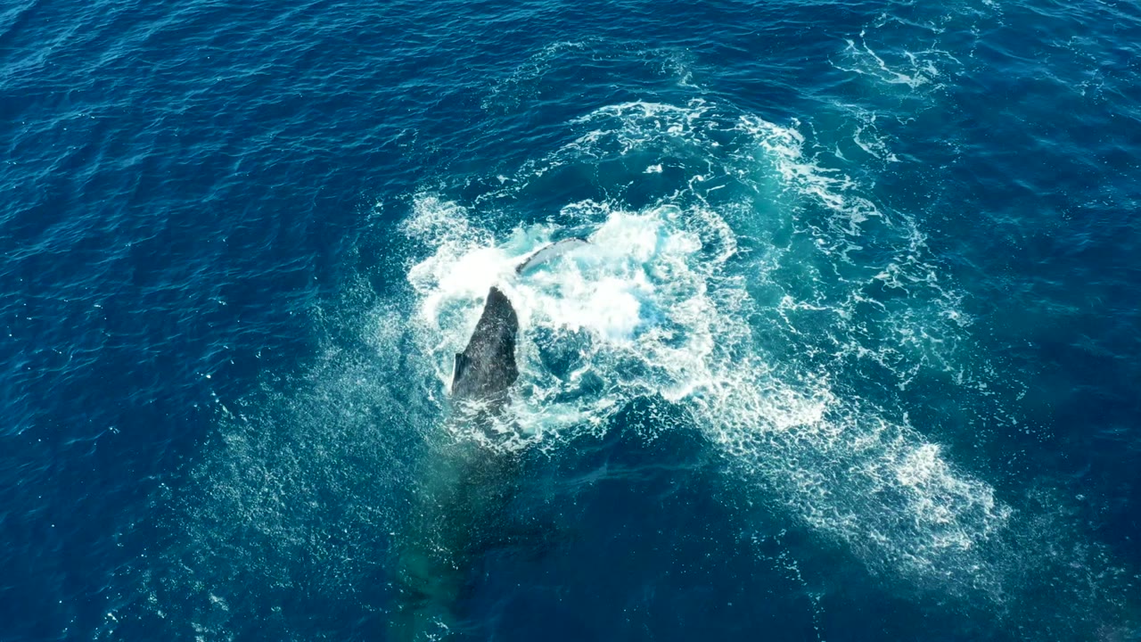 Overhead ocean view at Buzzards Beach, East Cape, Baja California Sur, with the humpback whale reappearing beneath a curved patch of white foam and no visible people.