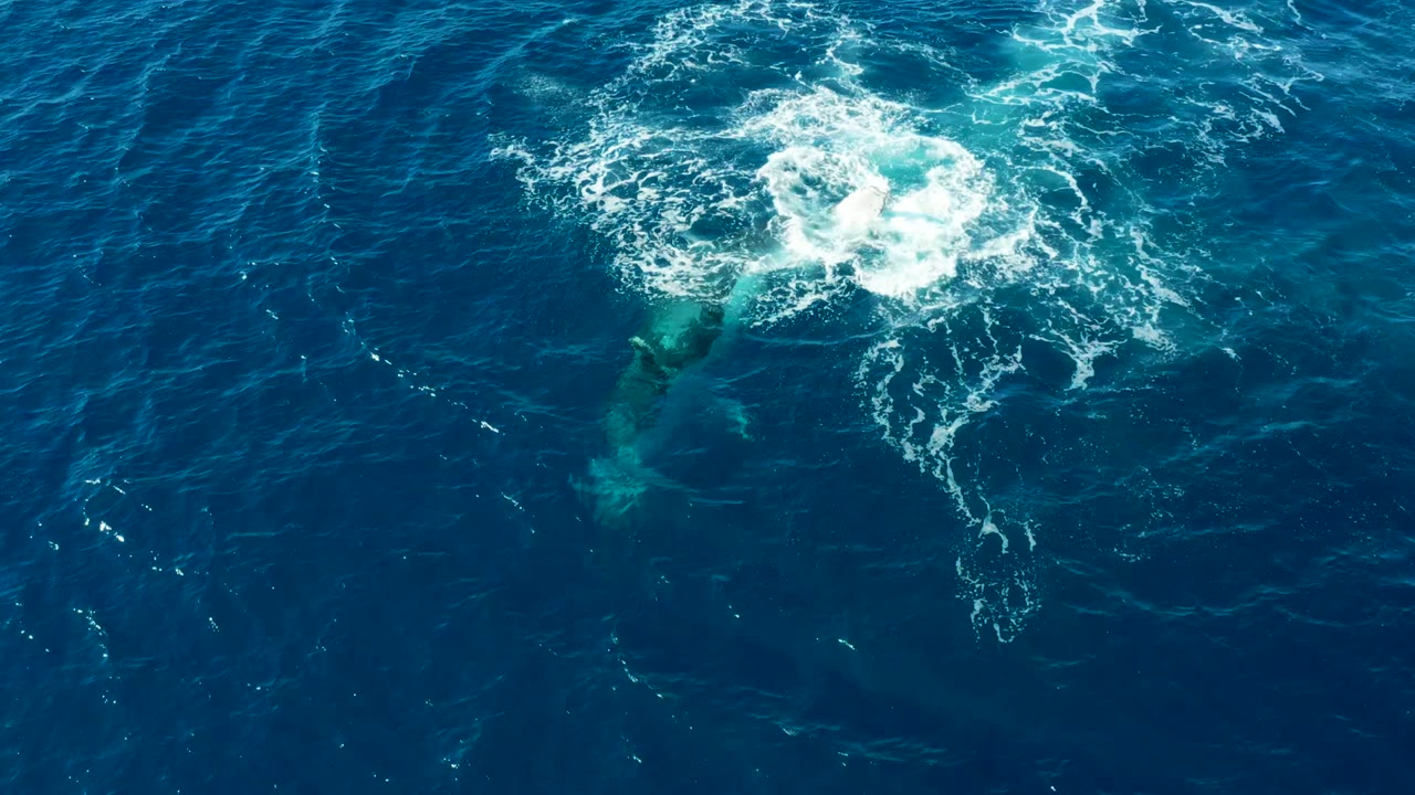 Overhead frame from Buzzards Beach, East Cape, Baja California Sur showing a submerged whale shape below deep blue water and a white foam patch at the surface, with no visible people.