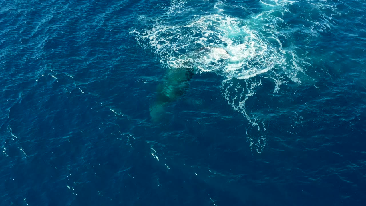 White splash on blue ocean with a whale form faintly visible underneath.