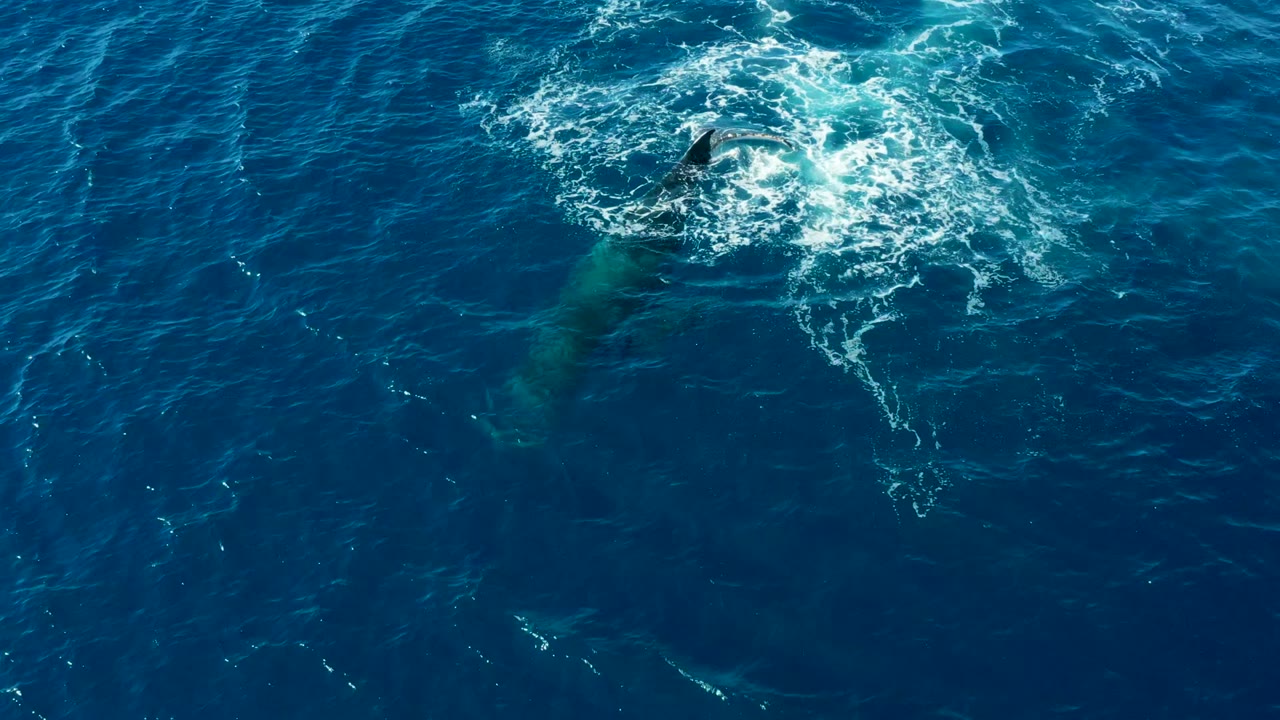 At Buzzards Beach, East Cape, Baja California Sur, a whale tail fluke rises from the blue ocean beside a ring of white foam, with the whale body visible underwater and no visible people.
