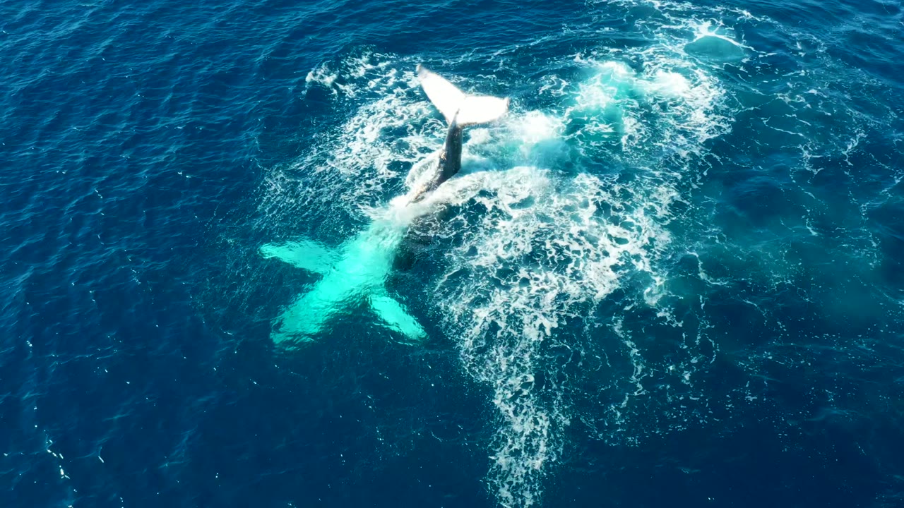Aerial view at Buzzards East Cape Los Cabos of a humpback whale's pale tail flukes striking dark blue water, with bright foam spreading around the impact and no visible people.
