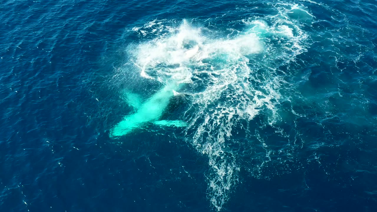 Whale beneath blue water beside a widening white splash ring.