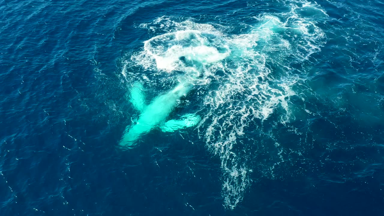 Top-down view near Buzzards East Cape Los Cabos with the humpback whale glowing turquoise beneath the dark sea and a broken white foam circle above its body, with no visible people.