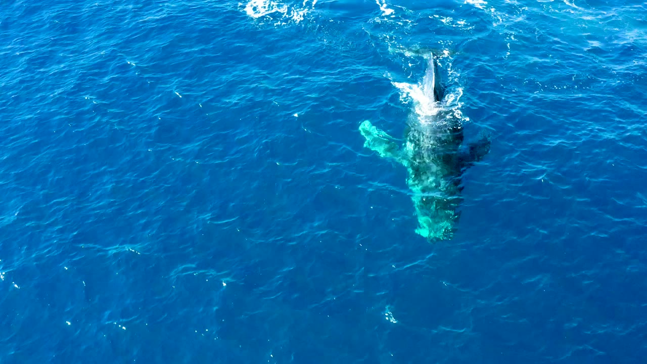 Overhead view at Buzzards East Cape, Baja California Sur, of a humpback whale just below blue water as its tail fluke breaks the surface with white splash, no visible people.
