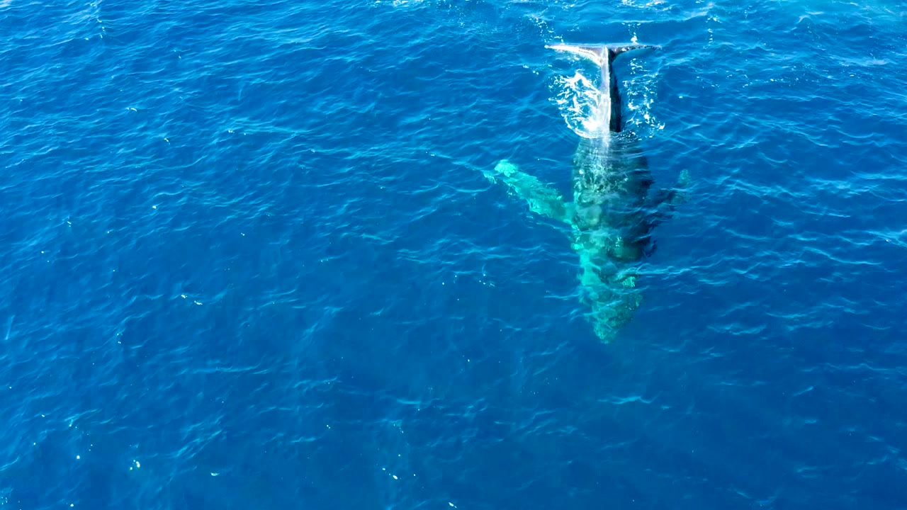 Overhead frame from Buzzards East Cape shows the humpback whale aligned vertically under the clear blue surface while the tail fluke lifts into white water, no visible people.