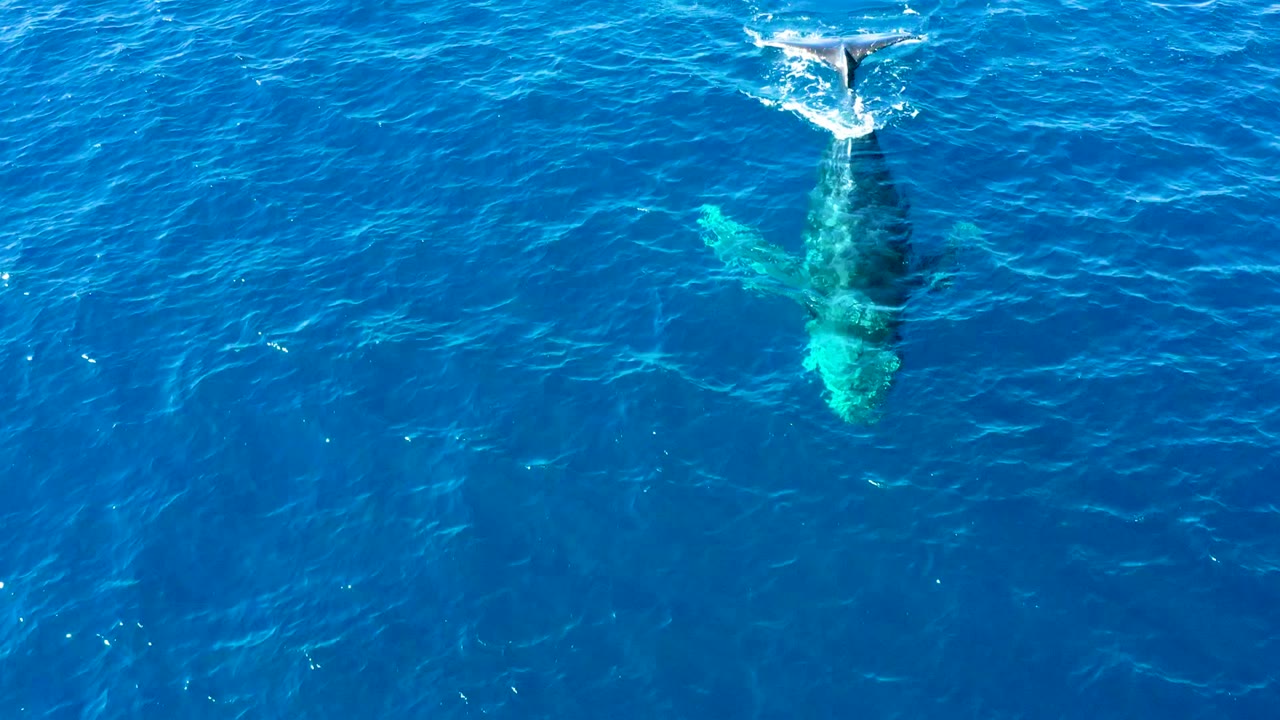 At Buzzards East Cape, the humpback whale appears as a turquoise and dark shape under the ocean while its tail fluke disturbs the surface near the upper frame, no visible people.