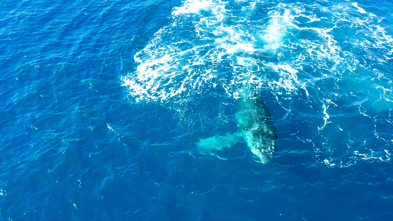 Overhead view of a humpback whale just under the blue ocean surface at Buzzards East Cape, with a white foam patch above its body and no visible people.