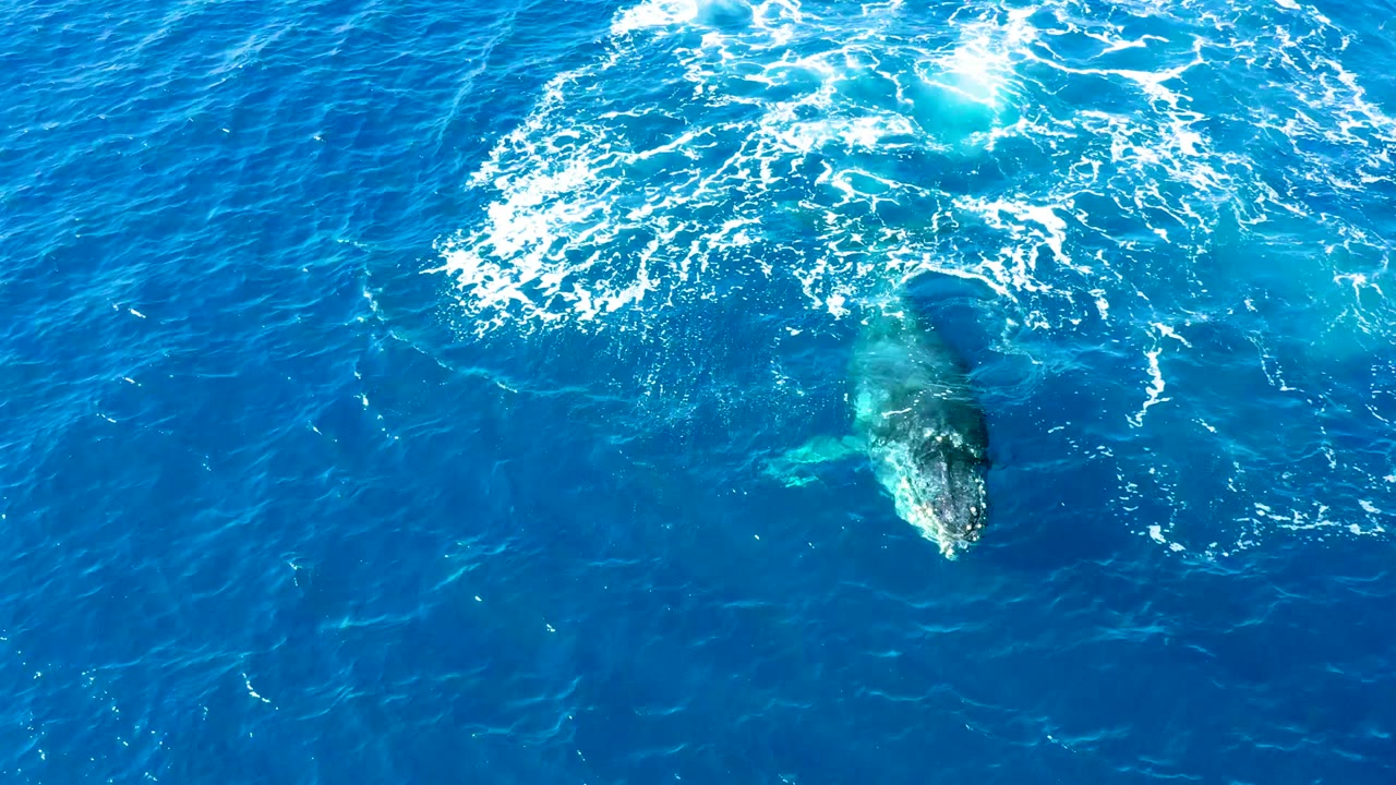 Humpback whale head nearing the surface beneath white ocean foam.