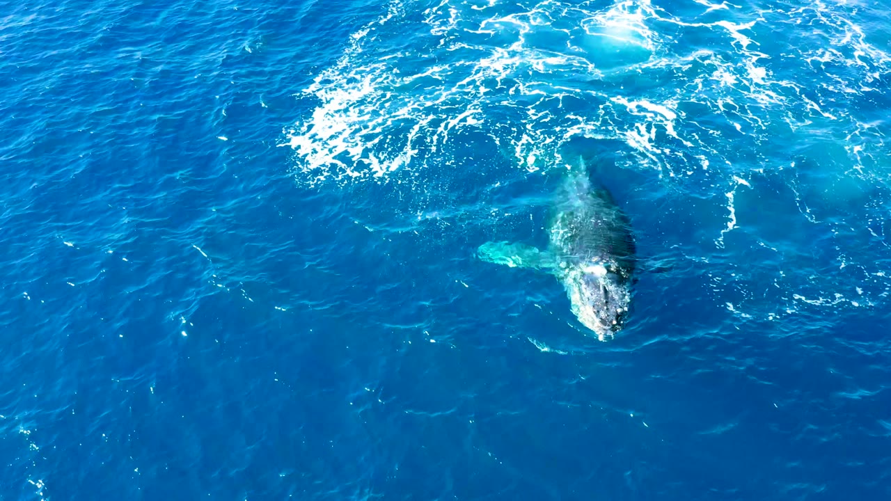 Overhead drone view of the humpback whale surfacing at Buzzards East Cape, with its head and back visible below a circular white foam pattern and no visible people.