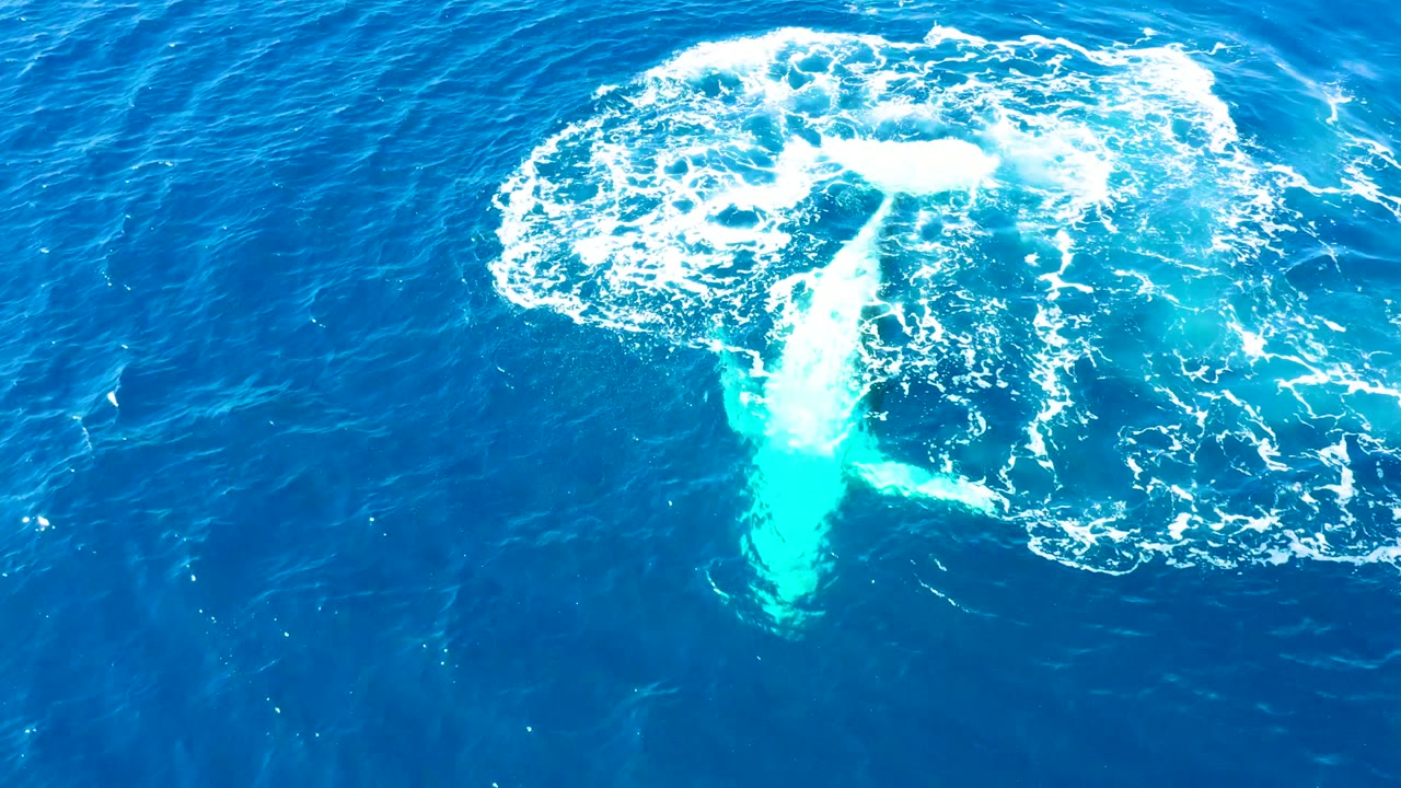 At Buzzards Beach, East Cape, Baja California Sur, a humpback whale fluke churns the blue ocean into a white circular splash with no visible people.