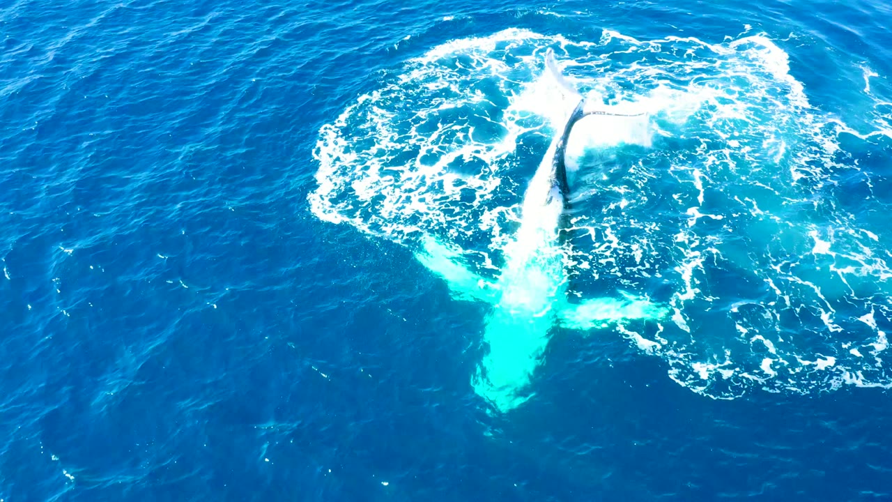 Whale tail rises through a ring of ocean foam