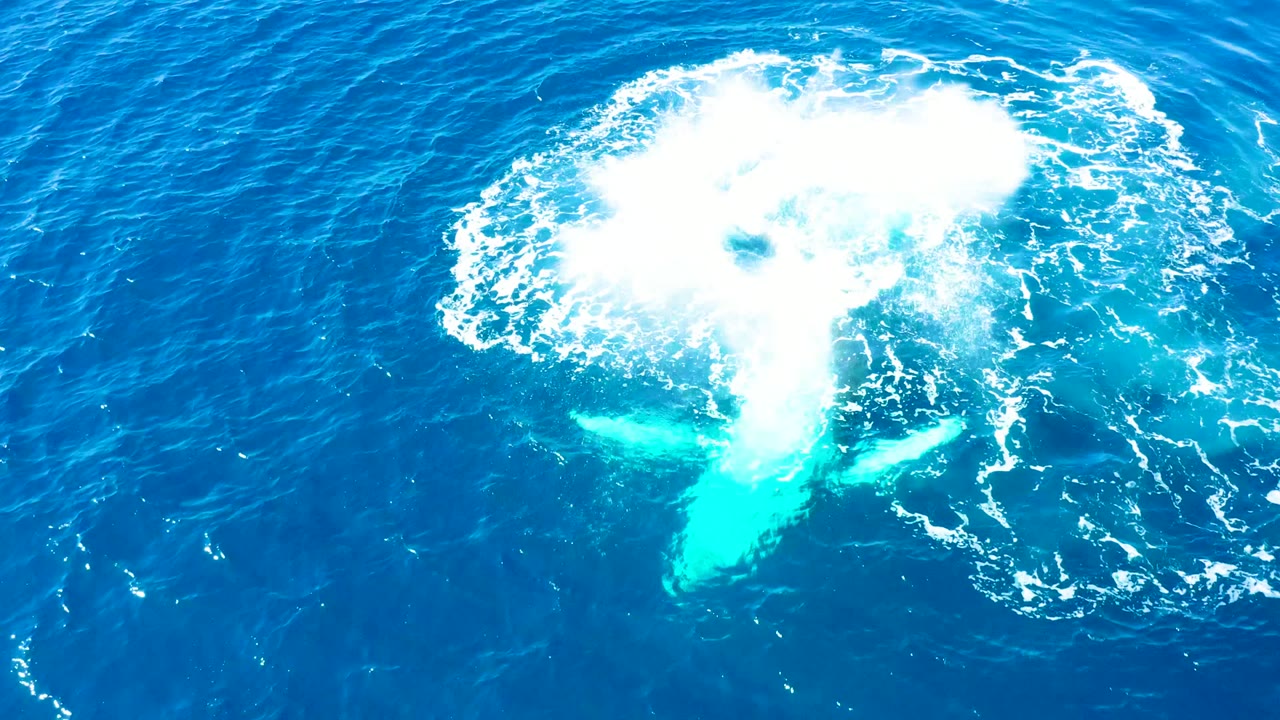 A broad white splash spreads over the whale's pale underwater shape in the blue ocean at Buzzards Beach, East Cape, and no people are visible.