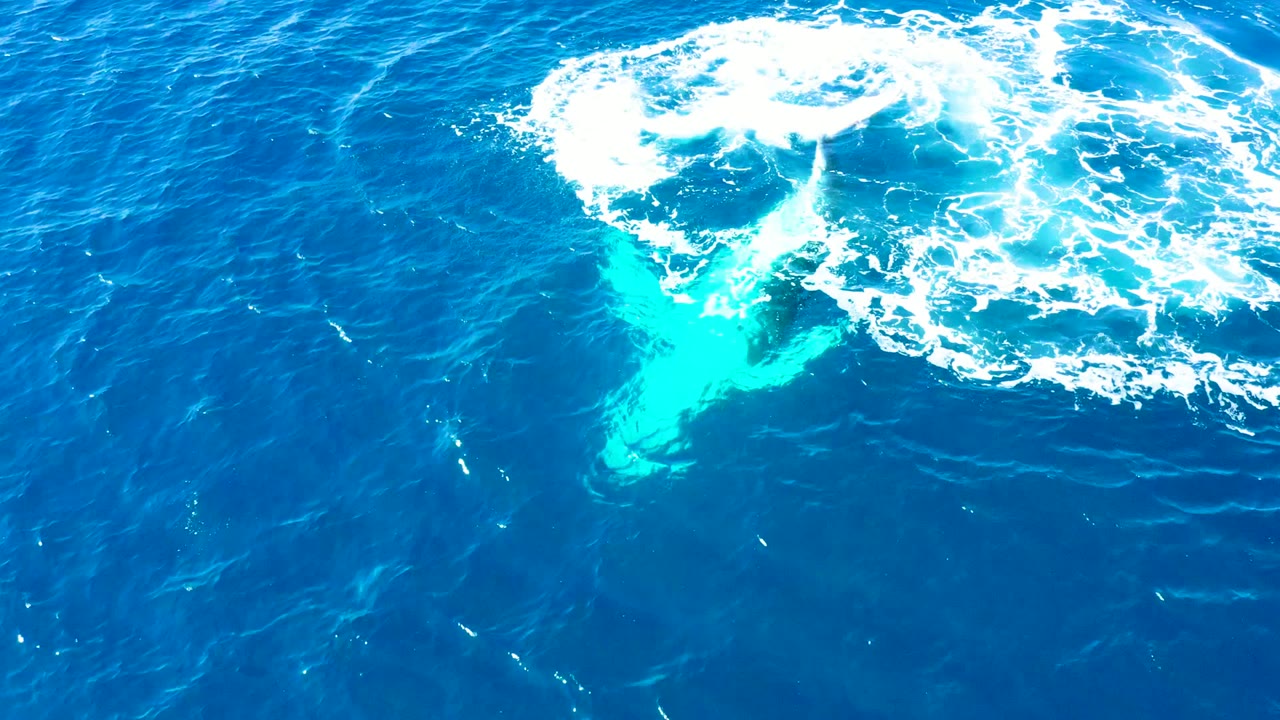 At Buzzards Beach, East Cape, Baja California Sur, a humpback whale fluke breaks the blue surface under a ring of white foam, with no visible people.