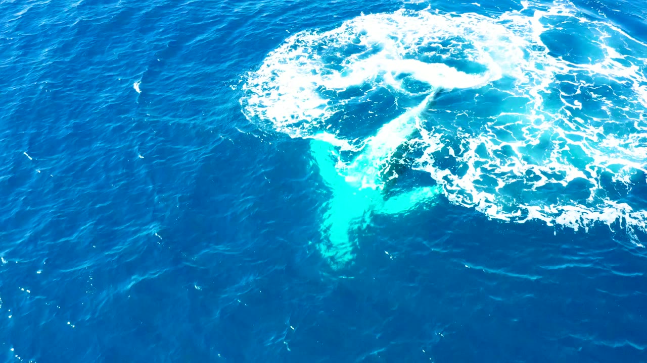 Whale fluke partly submerged beneath circular white splash
