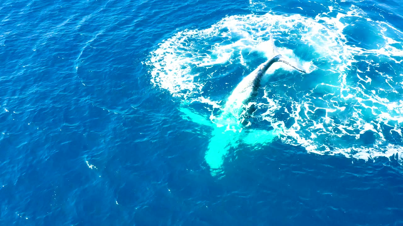 At Buzzards Beach, East Cape, the whale tail is raised at the edge of a bright white foam patch over deep blue water, with no visible people.