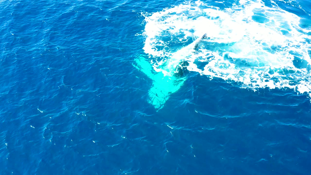 Overhead frame from Buzzards East Cape Los Cabos showing a distinct fluke-like whale shape beneath turquoise water next to broken white foam, with no visible people.