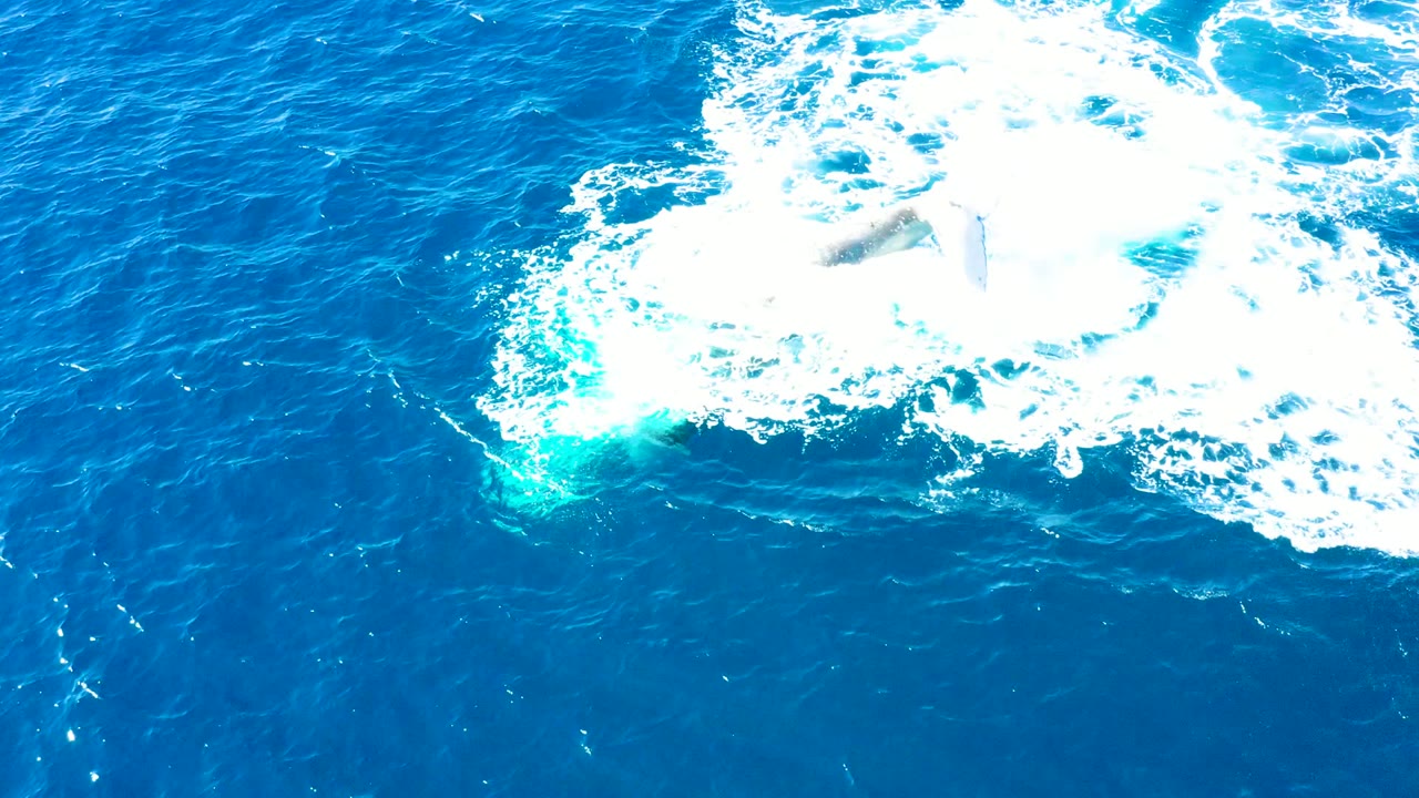 Foamy wake expands across blue ocean surface.