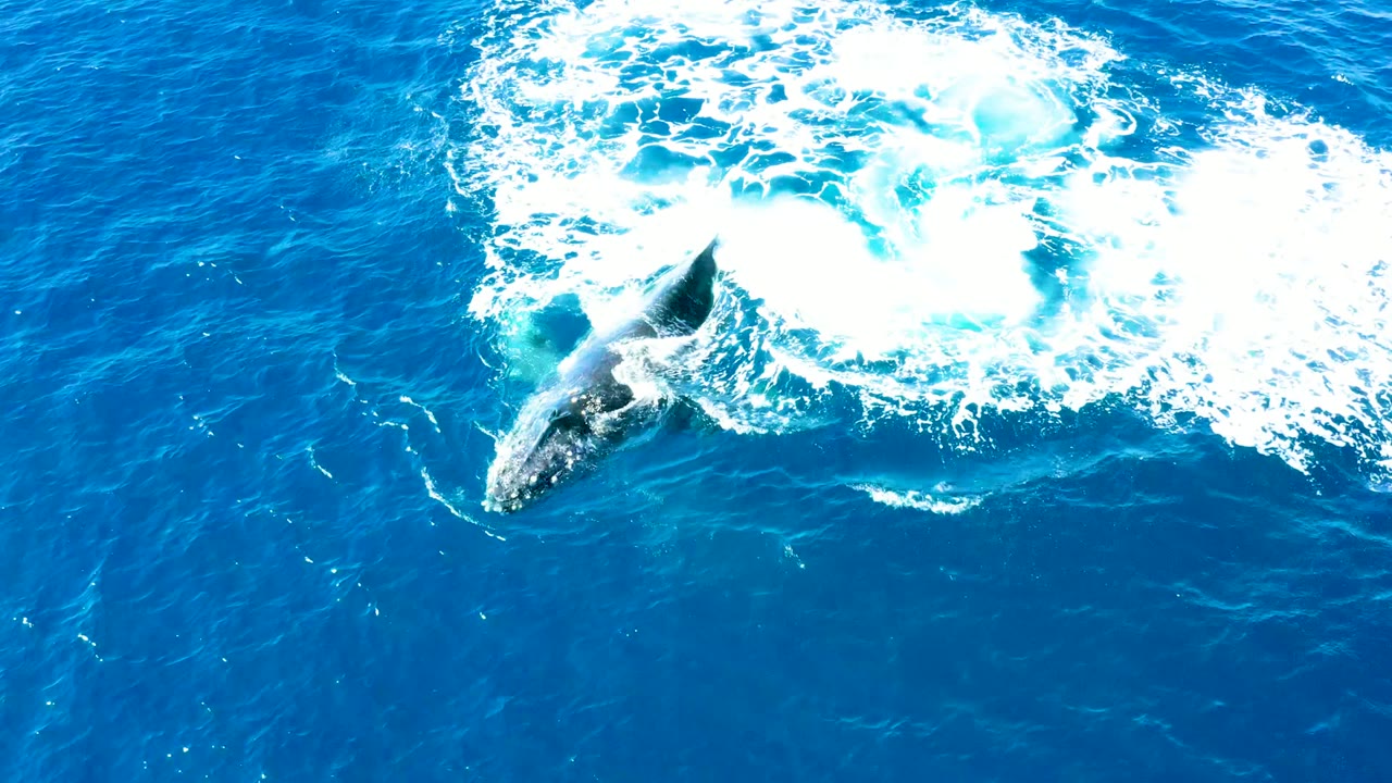 A humpback whale surfaces in blue open water near Buzzards Beach, East Cape, Baja California Sur, with white foam trailing above it and no visible people.
