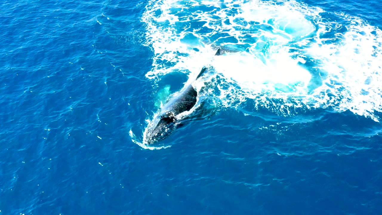 Whale head and back visible below a patch of white ocean foam.