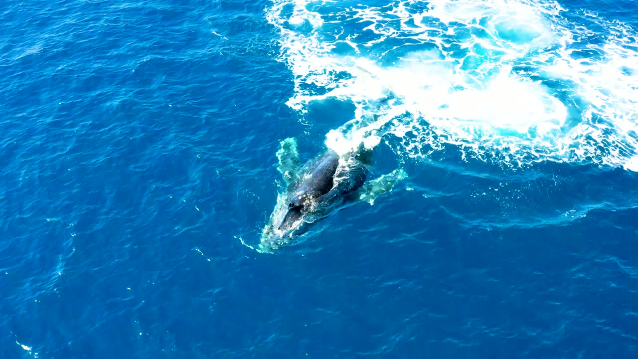A diagonal overhead view shows the humpback whale at the surface in open blue water near Buzzards Beach, East Cape, Baja California Sur, with foamy wash above and no visible people.