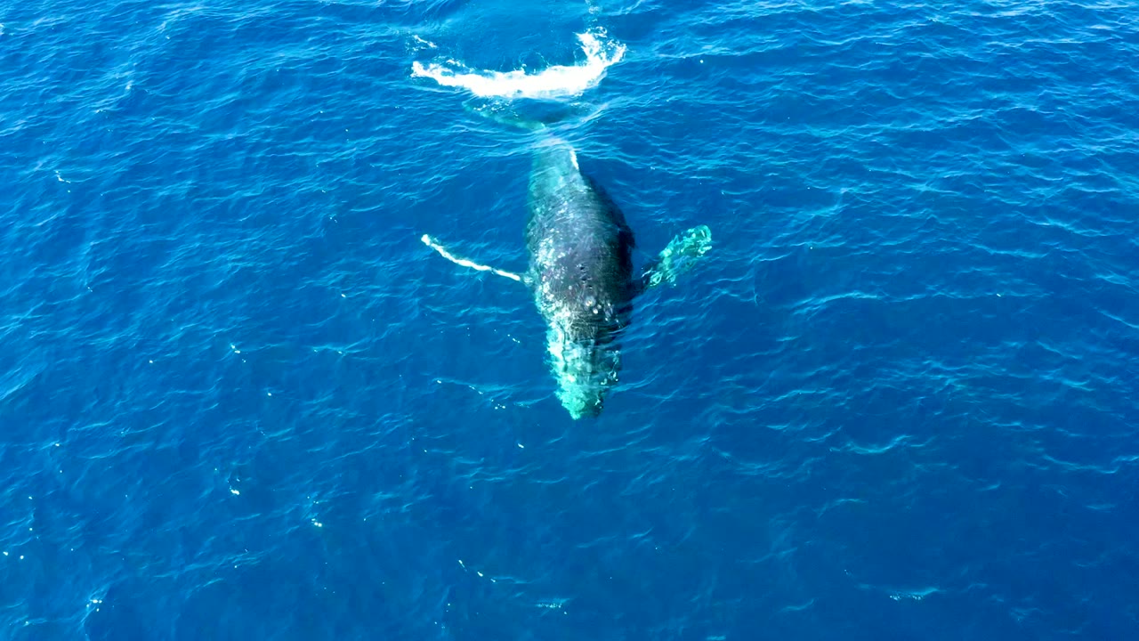 At Buzzards Beach East Cape in Baja California Sur, a humpback whale is visible beneath the blue ocean surface near a small ring of white foam, with no visible people.
