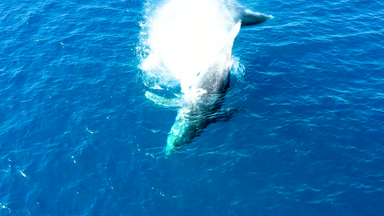 Humpback whale surfacing as white spray rises above blue water.