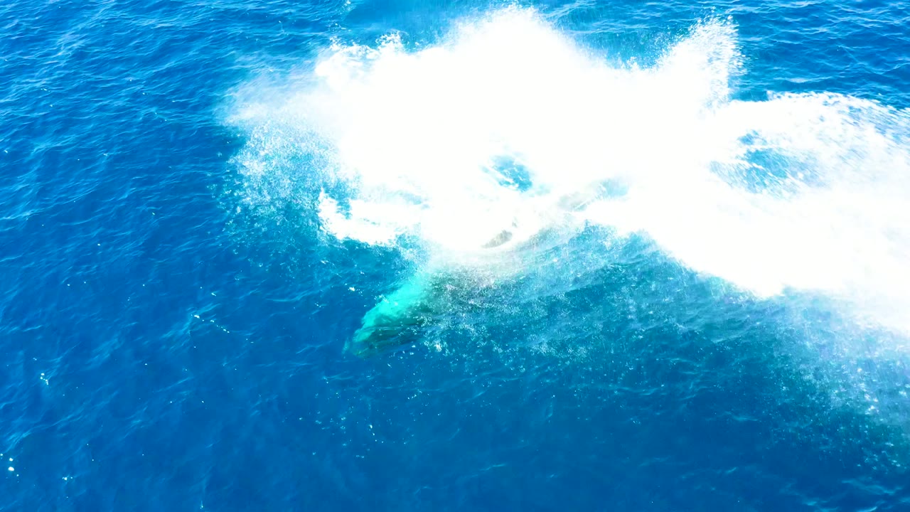 At Buzzards Beach East Cape in Baja California Sur, a large white splash spreads across the blue ocean while part of the humpback whale remains visible below the foam, with no visible people.