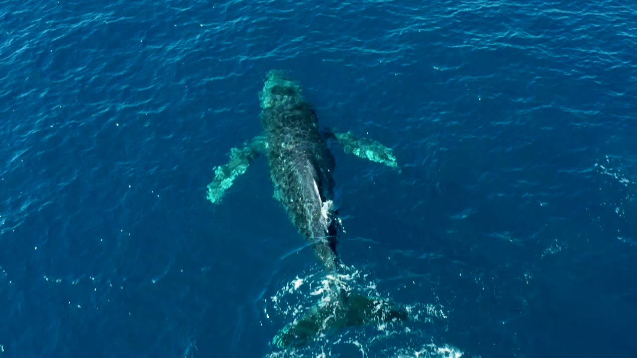 Overhead view of a humpback whale near the surface at Buzzards Beach, East Cape, Baja California Sur, Mexico, with white water trailing below and no visible people.