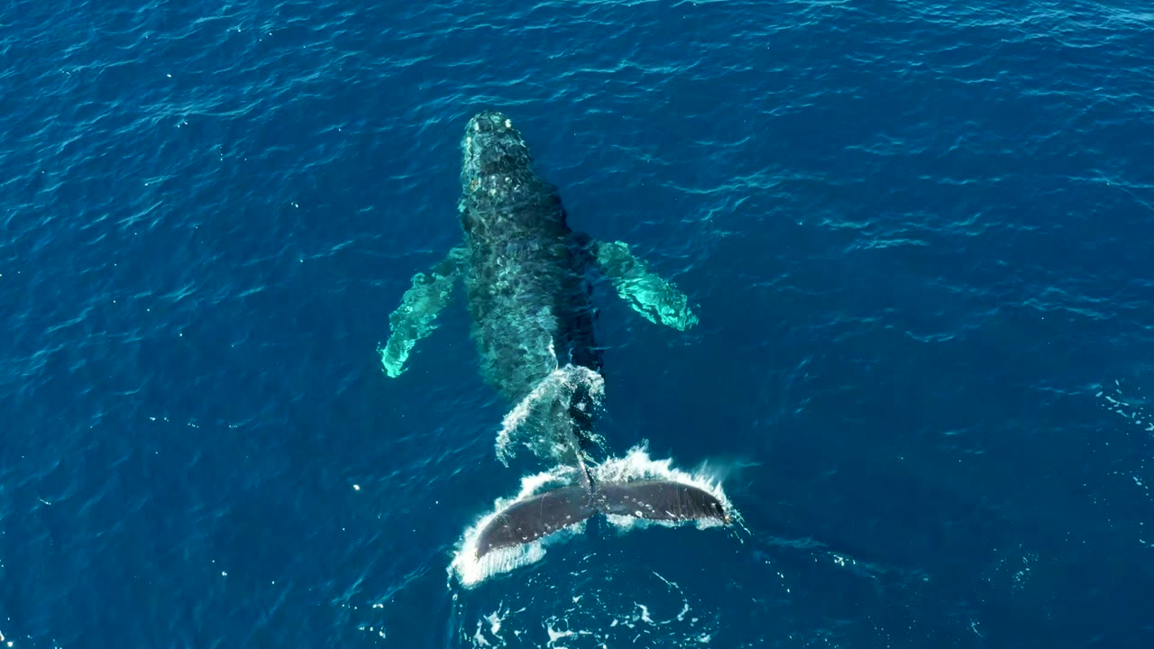 Aerial frame of the humpback whale at Buzzards Beach, East Cape, Baja California Sur, Mexico, with its tail lifting into bright white spray and no visible people.