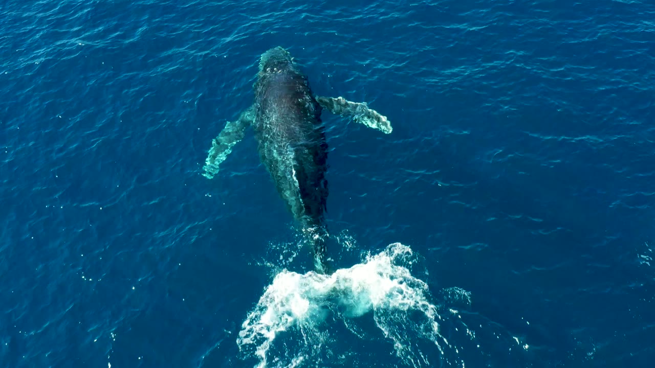 Overhead view of the humpback whale in blue water at Buzzards Beach, East Cape, Baja California Sur, Mexico, with a burst of white water behind its body and no visible people.