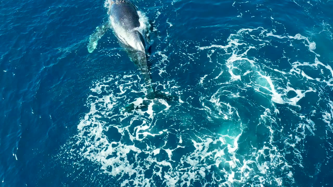Overhead view of a humpback whale at the surface near Buzzards Beach, East Cape, Baja California Sur, with white foam spreading across blue water and no visible people.