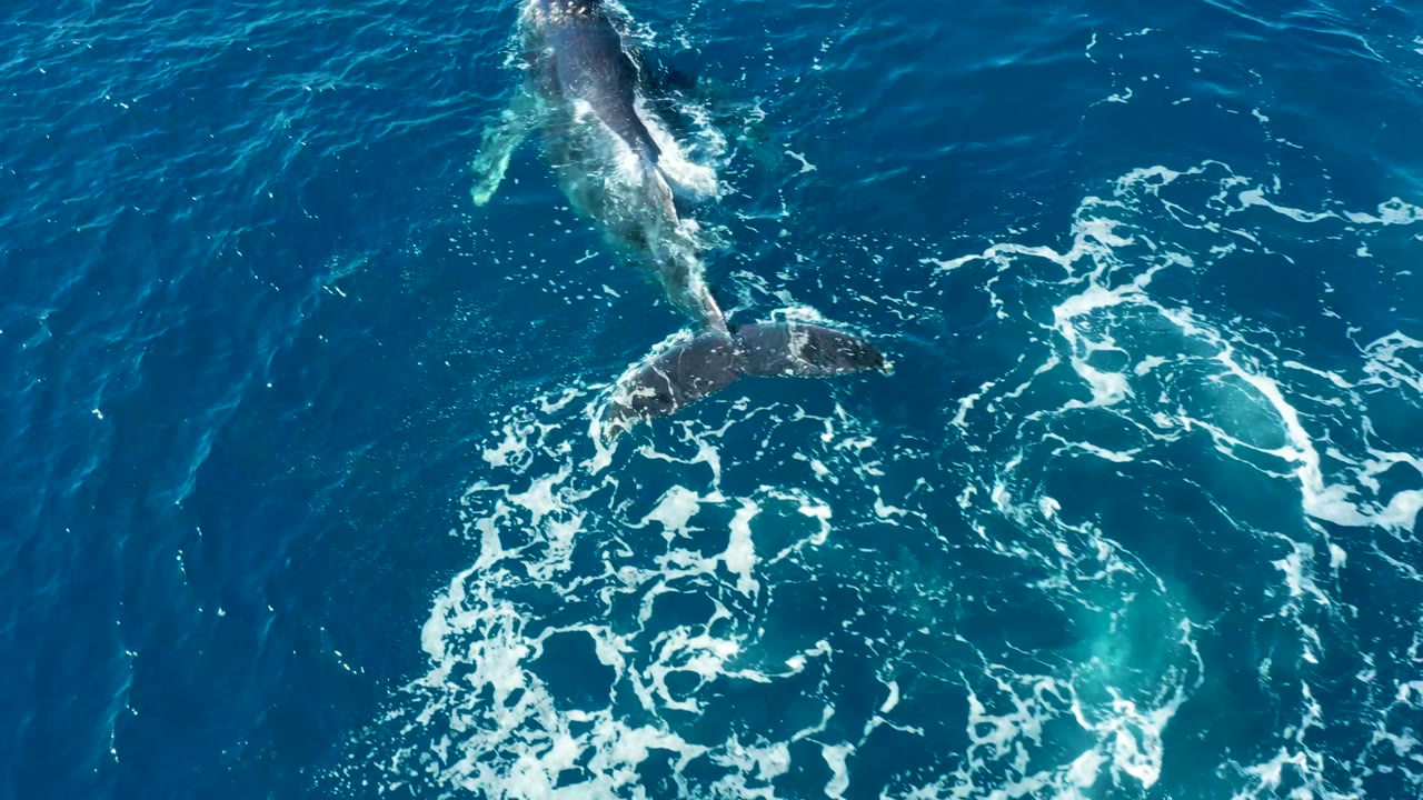 Humpback whale swimming over blue water with tail flukes visible.