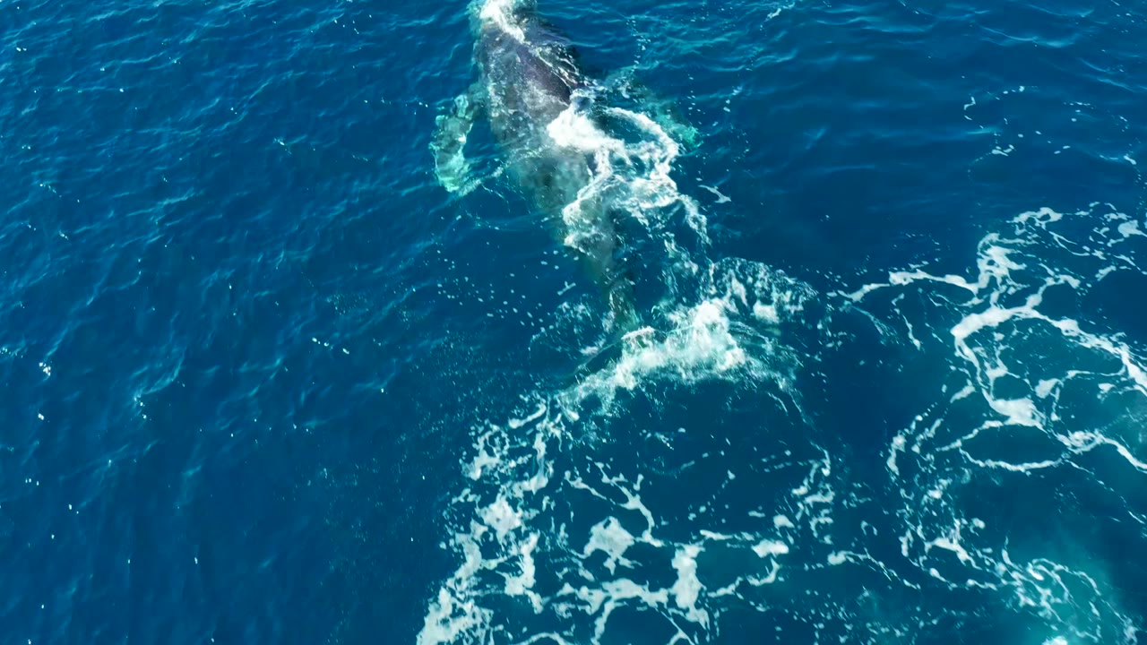 Overhead view near Buzzards Beach, East Cape, Baja California Sur, showing the humpback whale partly submerged as white wake and foam mark its movement, with no visible people.
