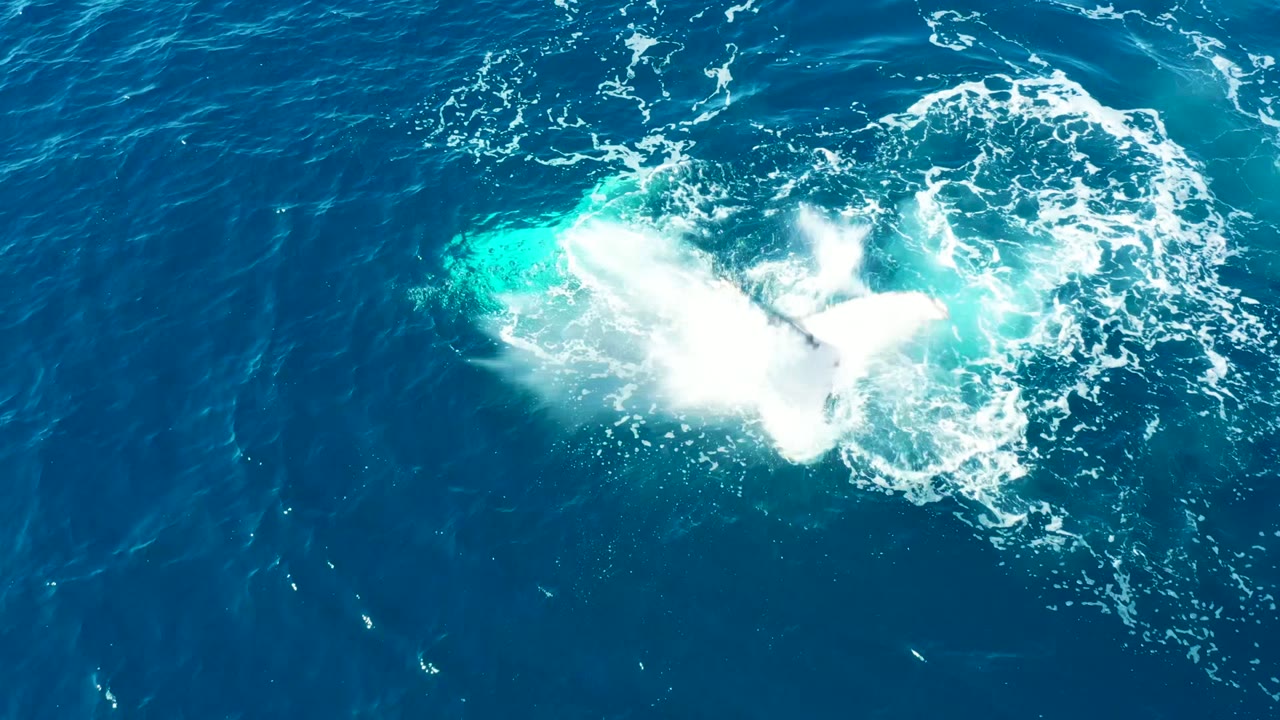At Buzzards Beach East Cape in Baja California Sur, a humpback whale breaks the blue ocean surface with bright white spray and turquoise water around it, with no visible people.