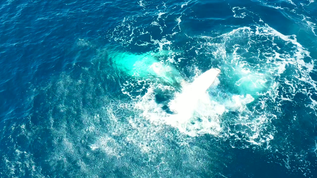 Whale body partly visible amid expanding foam