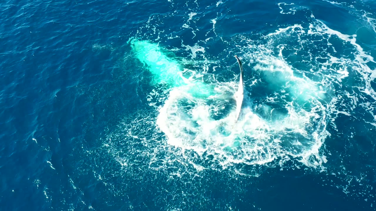 A pale whale tail or fluke shape arcs through the upper right of the splash while a circular white wake forms on the blue ocean, with no visible people.