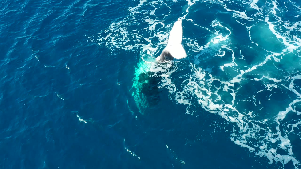 At Buzzards East Cape Los Cabos, a humpback whale fluke rises from blue ocean water with white foam trails around it and no visible people.