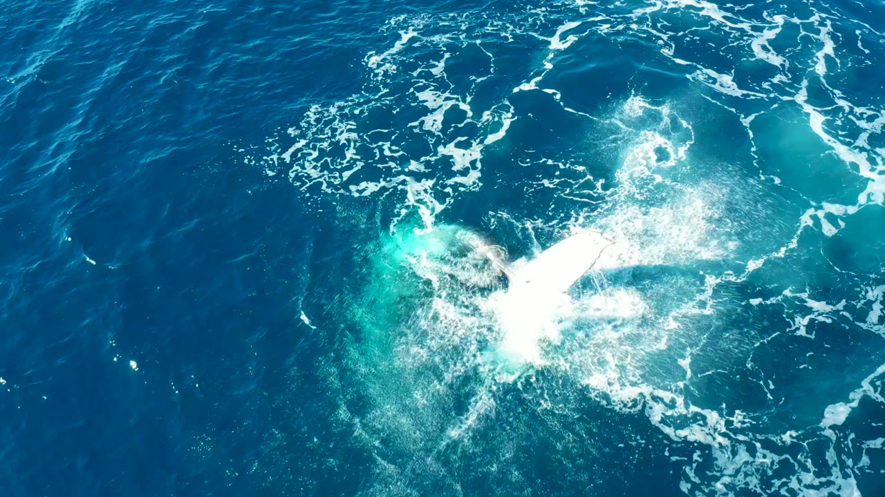 Whale tail descends through a bright splash in open blue water.