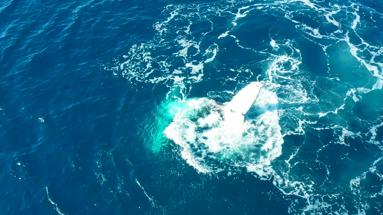 A humpback whale fluke remains visible near the right side of a foamy swirl in the blue water at Buzzards East Cape Los Cabos, with no visible people.
