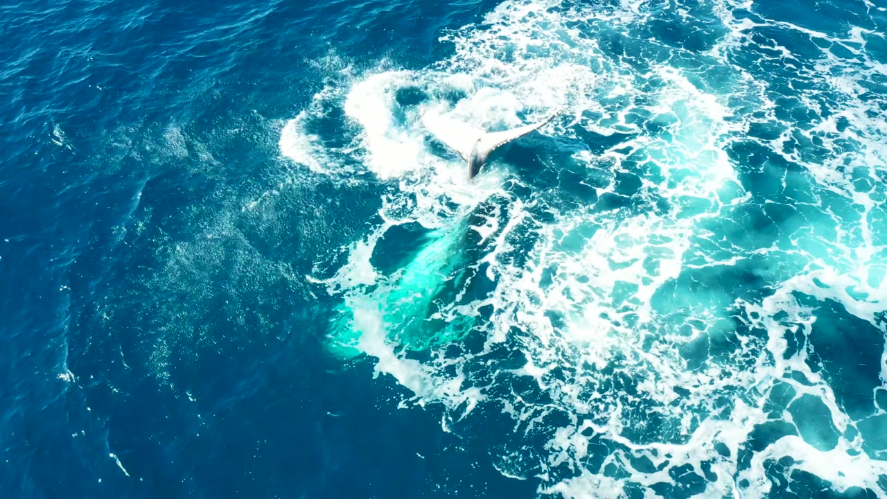 Overhead view of a whale fluke breaking the ocean surface at Buzzards Beach, East Cape, Baja California Sur, Mexico, with white foam spreading across blue water and no visible people.