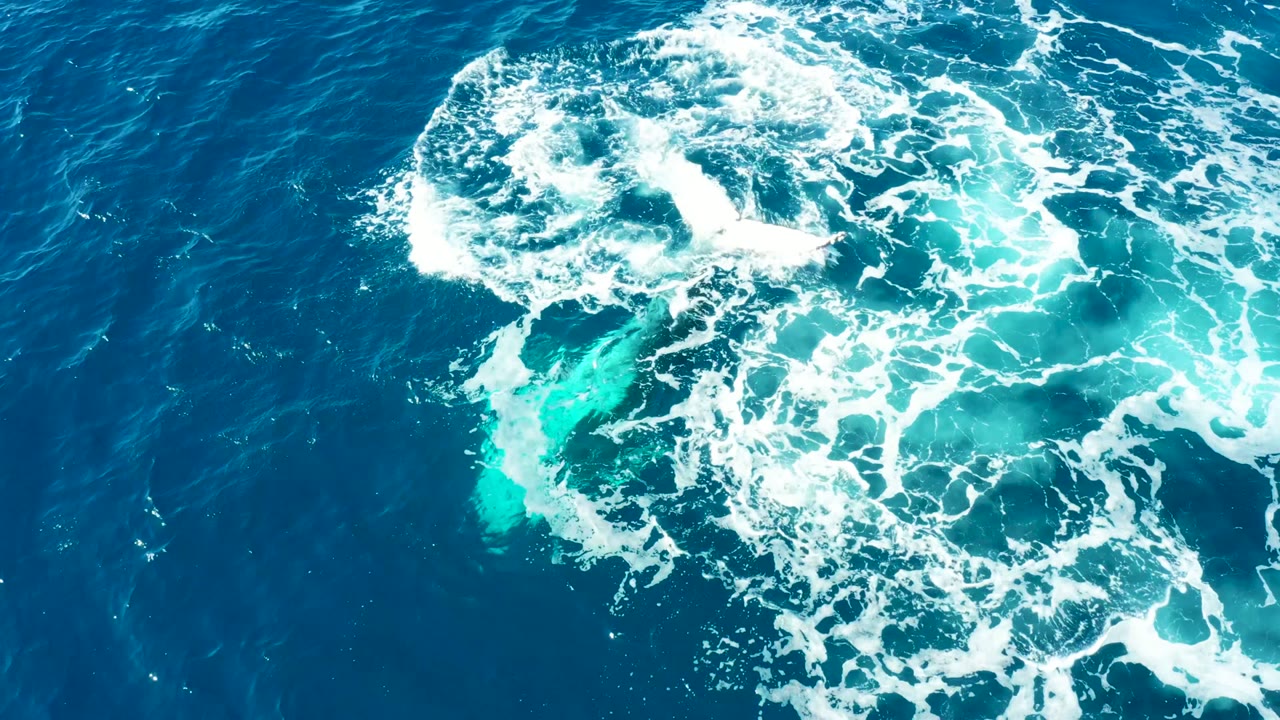 Whale tail and submerged body visible beneath foamy ocean water.
