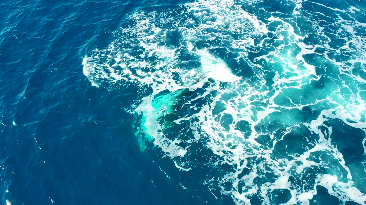 A broad circle of white foam spreads over the blue ocean at Buzzards Beach, East Cape, Baja California Sur, Mexico, while the whale body glows turquoise below the surface and no visible people appear.