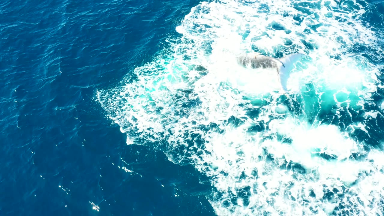 Overhead view at Buzzards Beach East Cape BCS Mexico of a whale fluke partly above deep blue water, ringed by bright white foam and no visible people.