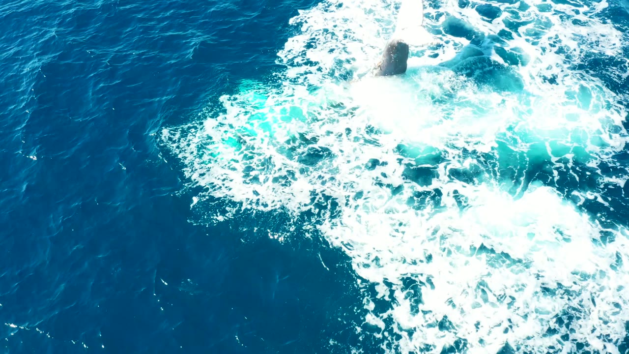 Whale tail and foamy wake seen from above