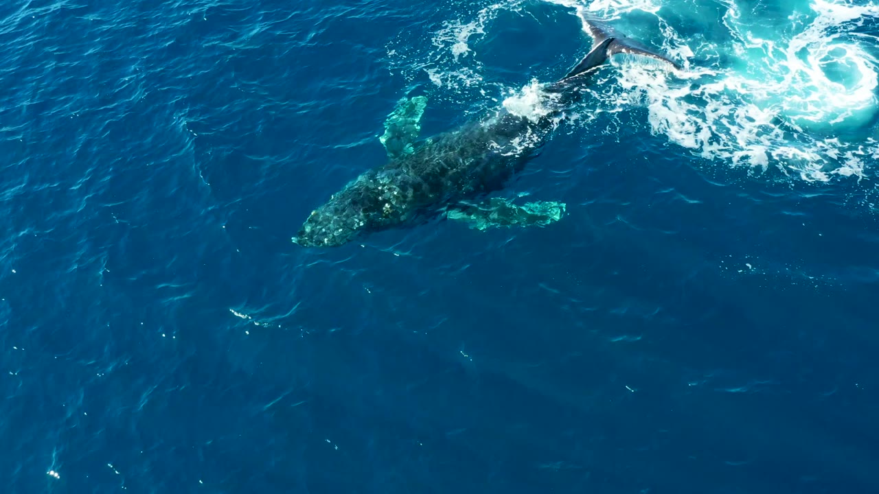 Overhead view of a humpback whale near the surface off Buzzards Beach, East Cape, Baja California Sur, with white wake above its body and no visible people.