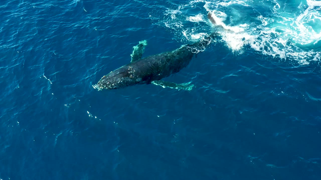 Humpback whale underwater with a small trail of foam at the surface.