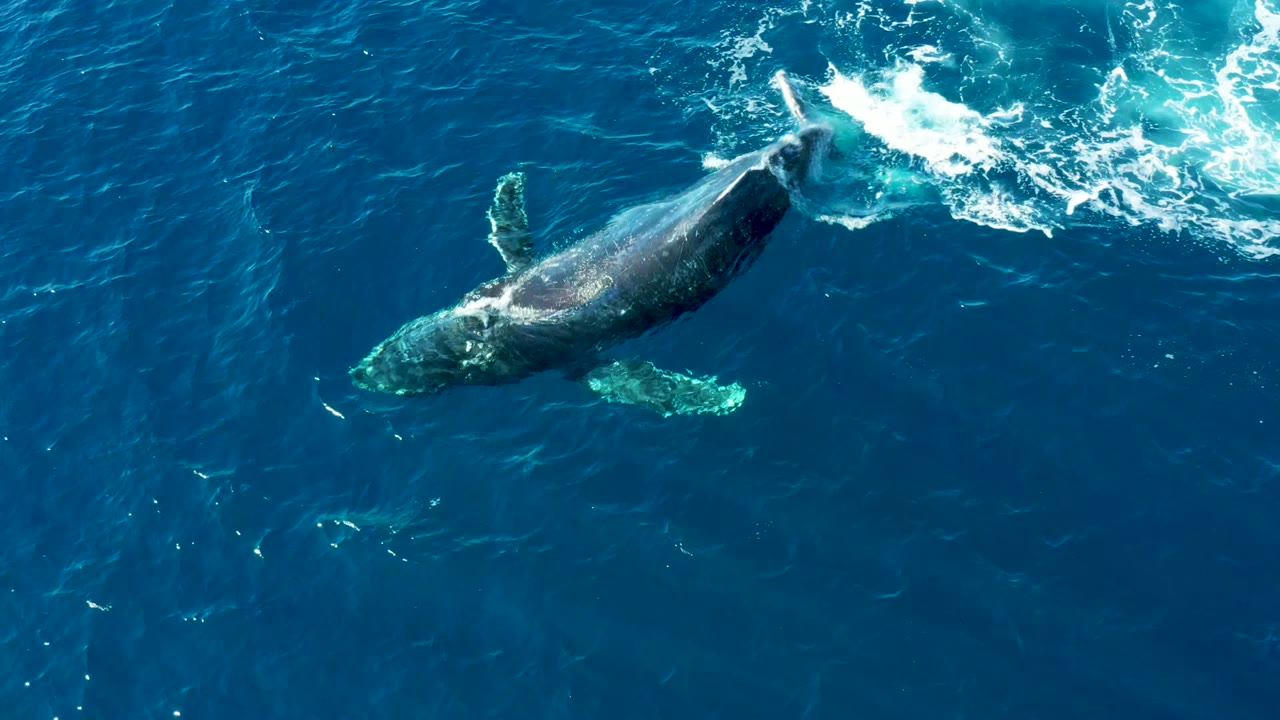 A humpback whale angles through the ocean surface at Buzzards Beach, East Cape, Baja California Sur, with white water behind its back and no visible people.