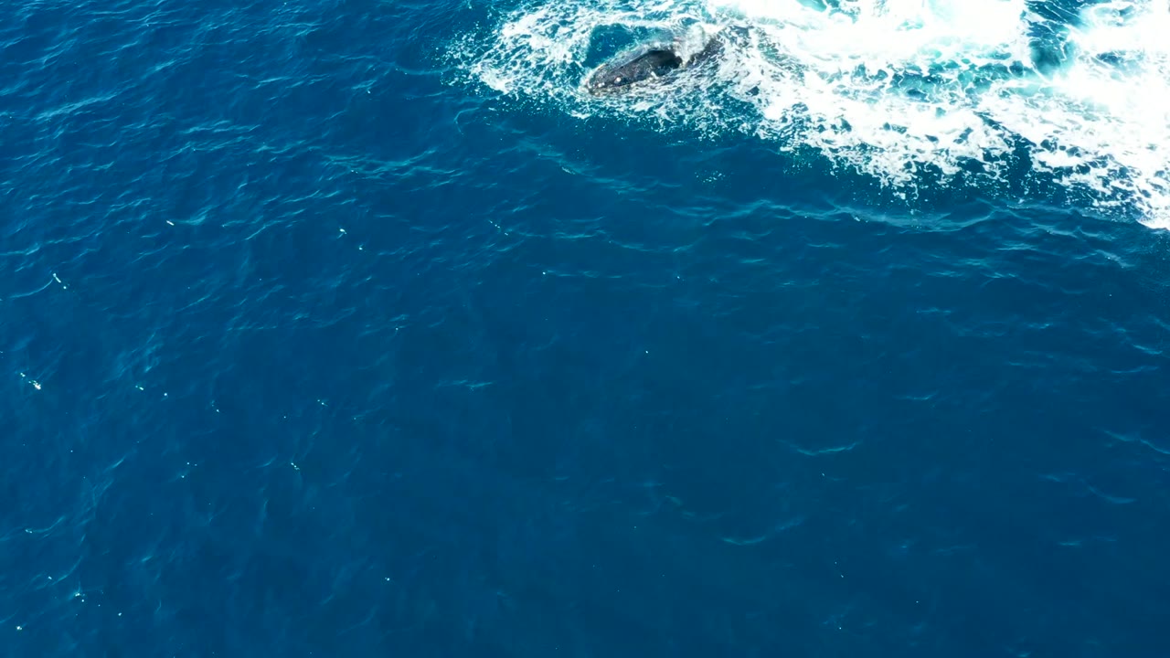 Humpback whale partly visible beneath white foam in blue water.