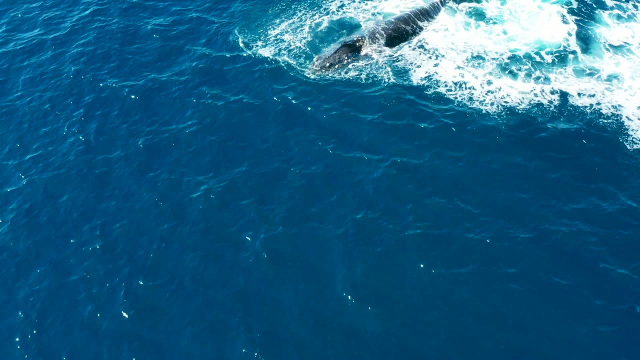 The humpback whale is more visible near the top right of the overhead frame, surrounded by bright white surfacing foam in the blue water of East Cape, with no visible people.