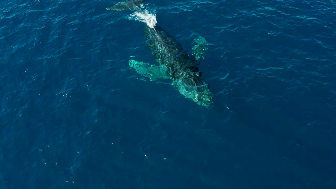 Overhead view of a humpback whale near the deep blue ocean surface at Buzzards East Cape Los Cabos, Mexico, with pale fluke detail visible and no visible people.